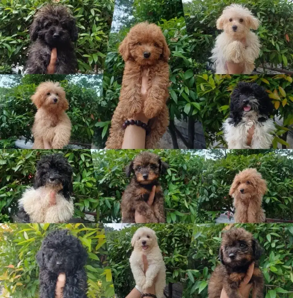 Poodle, red , phantom , silver , black , parth