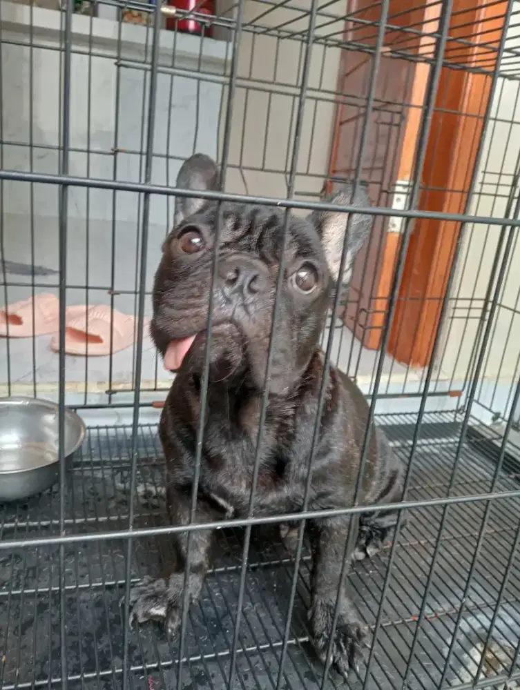 SALE AKHIR TAHUN french bulldog /frenchie BETINA STB