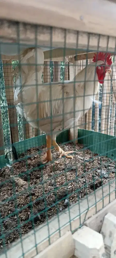 Ayam jago elba jantan