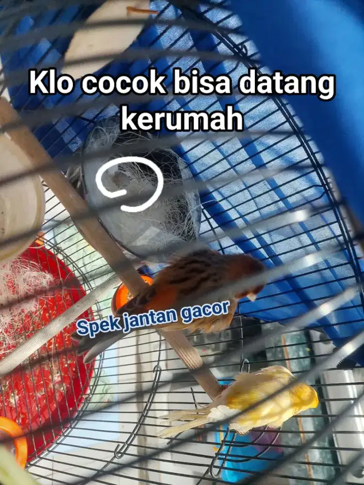 Kenari sepasang bawa telor jantan gacor