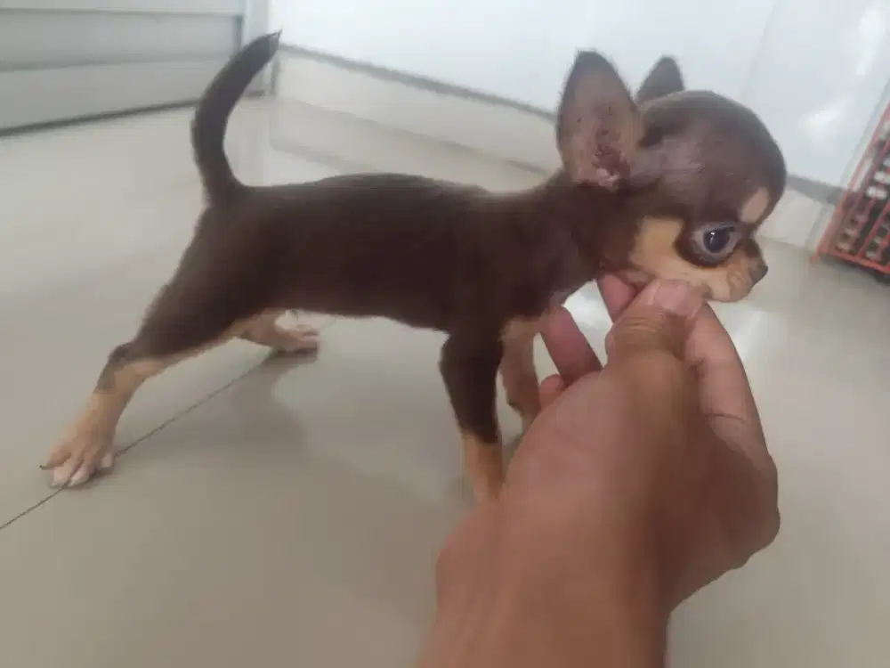 Chihuahua 3bulan cakep