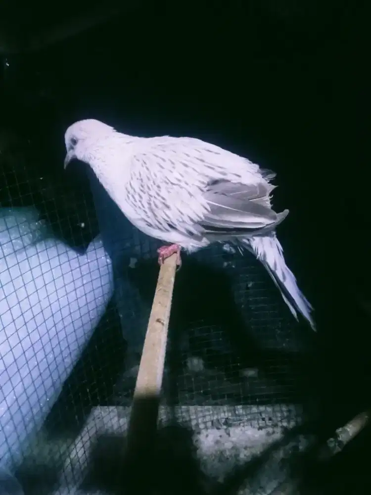 Tekukur silver kuk 2 paten garansi