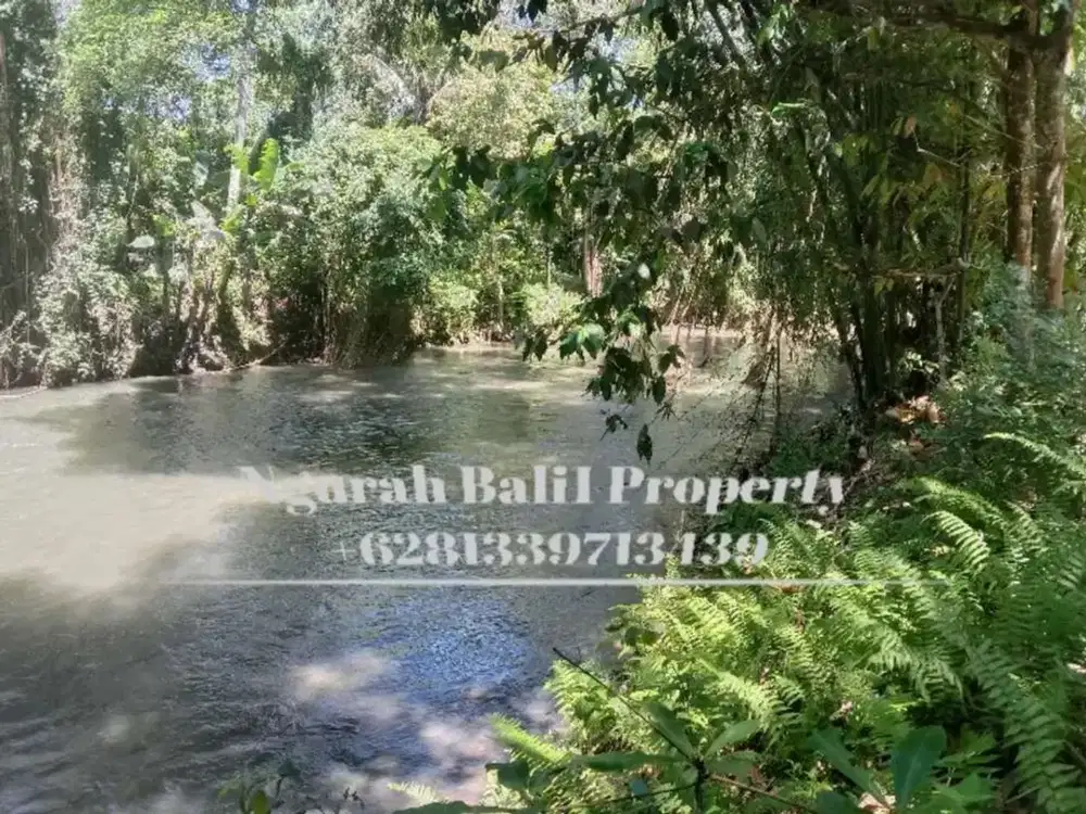 Disewakan Tanah Murah Luas 32 Are View Sungai, Sawah dan Hutan