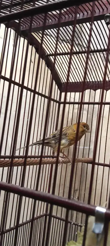 Burung kenari AF prestasi