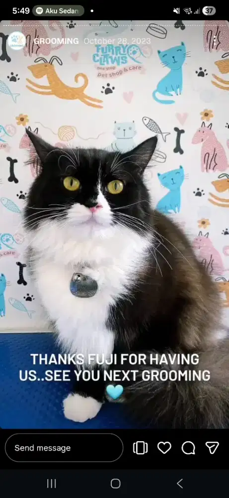 Pet groomer kucing & anjing