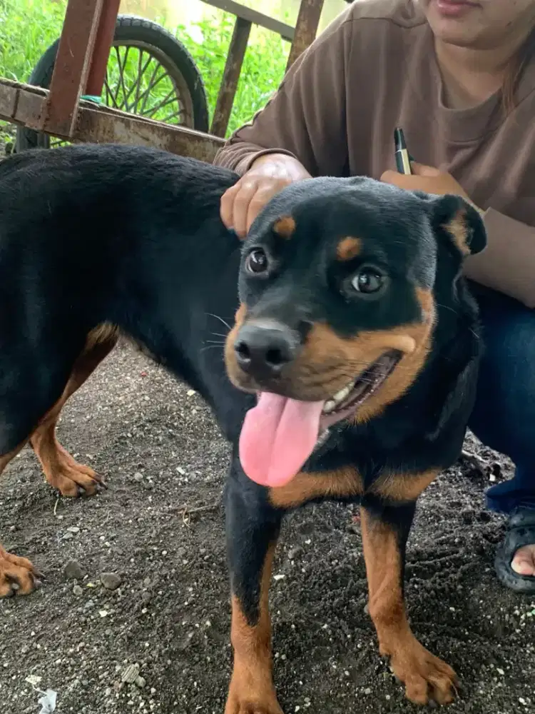 Rottweiler betina cantik