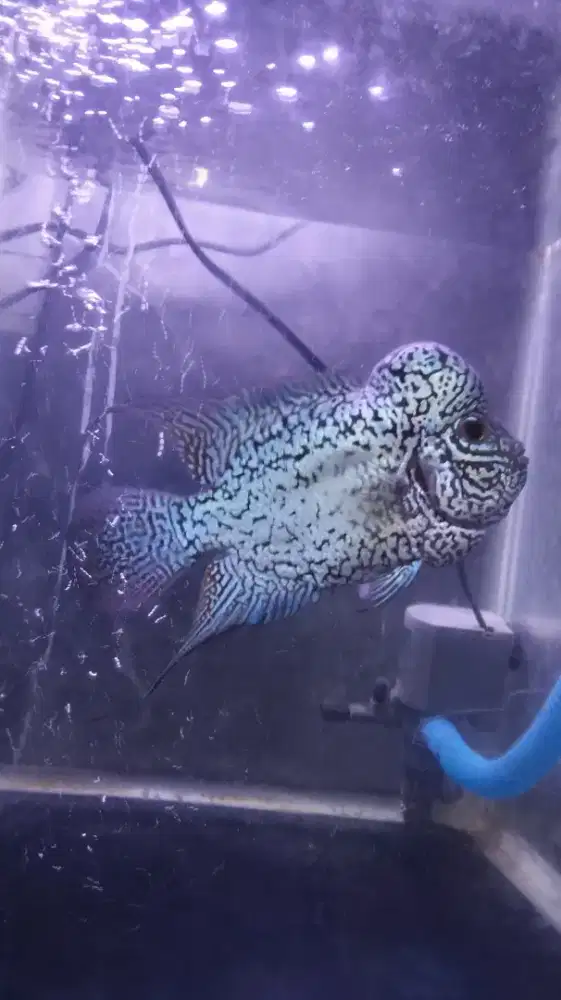 Ikan Louhan Kamfa F2 Ori Jual Rugi