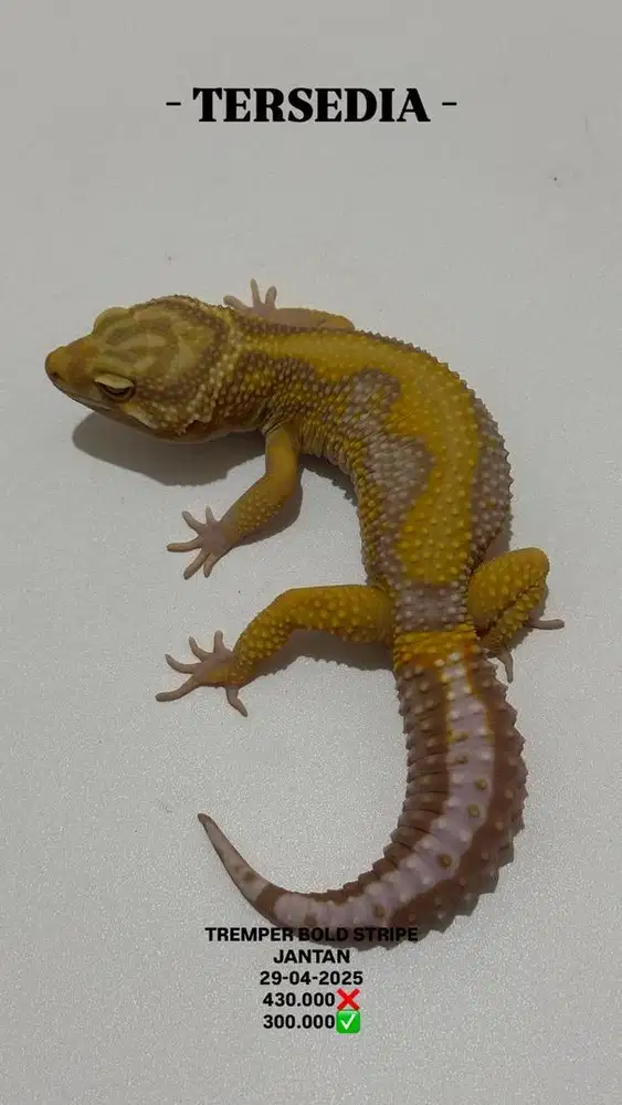 Gecko Tremper Bold Stripe Jantan