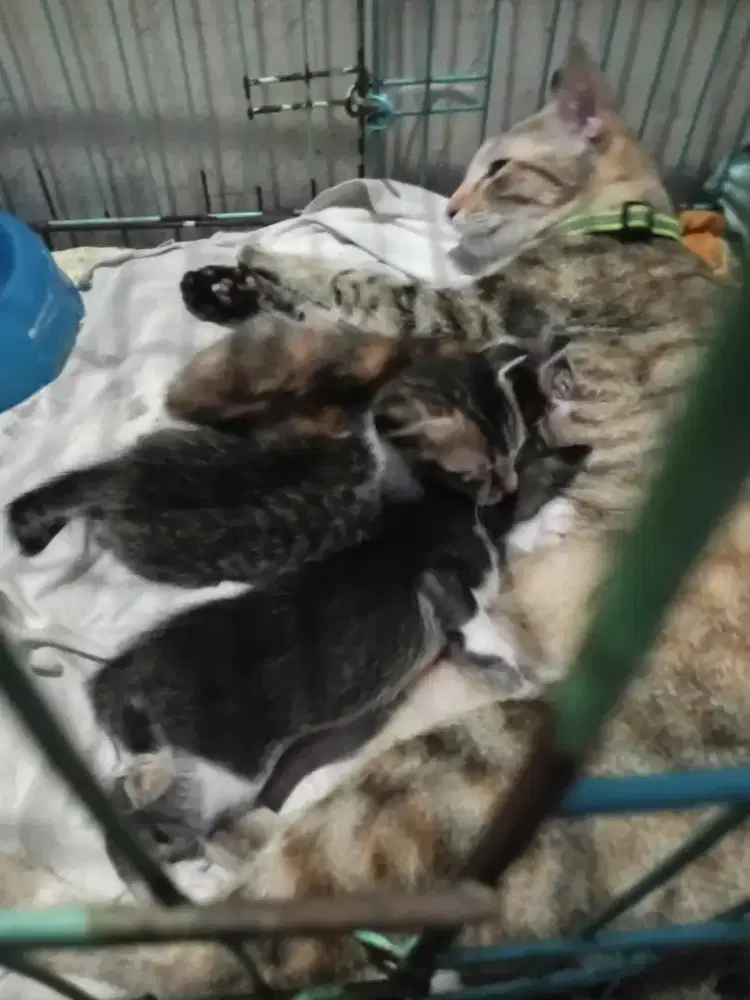 Anak kucing baru 3 hari ada 6 ekot