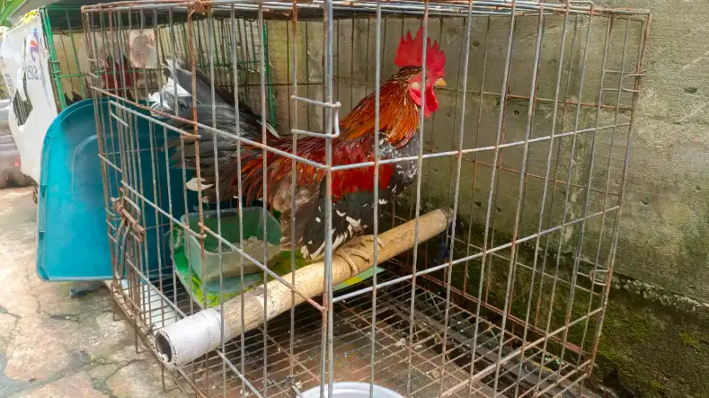 Ayam kate jantan mumer