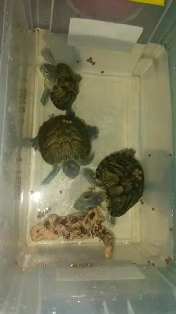 Kura brazil RES dada agak kuning