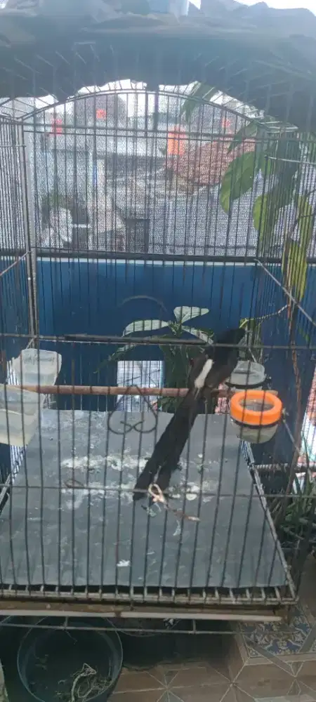 Murai Batu ring MBRK