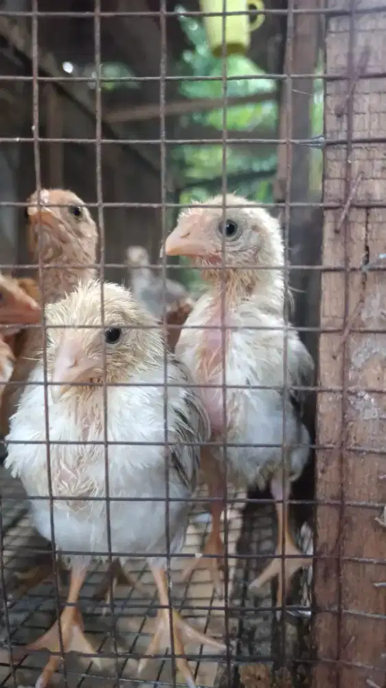 Jual Anak Ayam Kampung