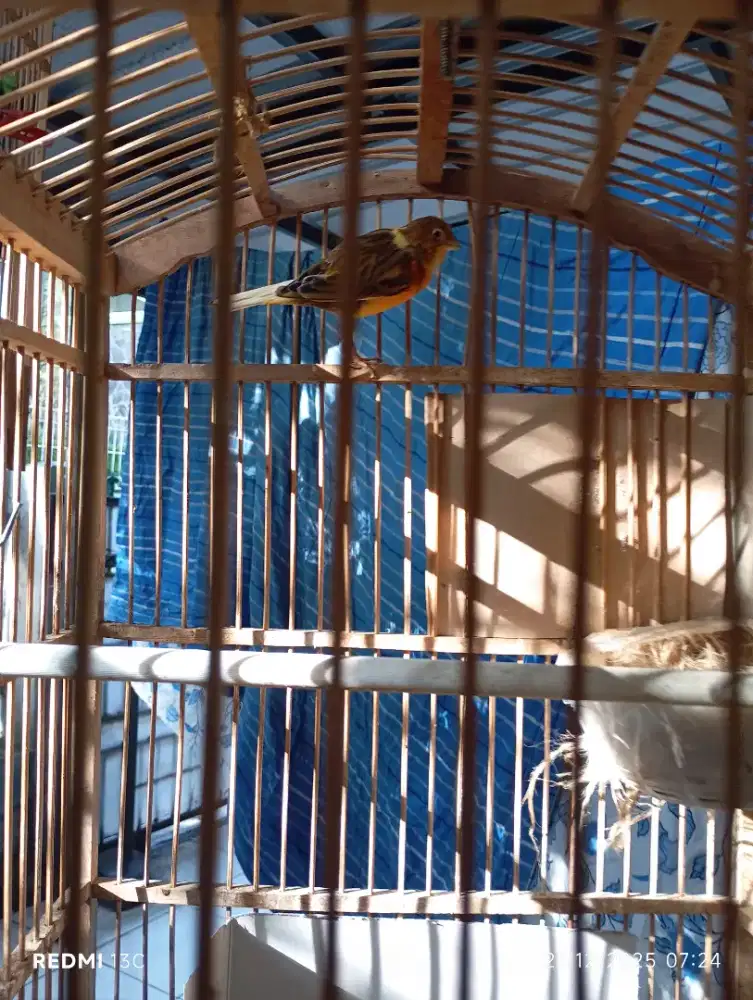 Kenari Bawa Ank 1 (190 Aja Nego)