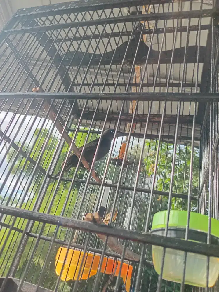 Burung irian / murai papua