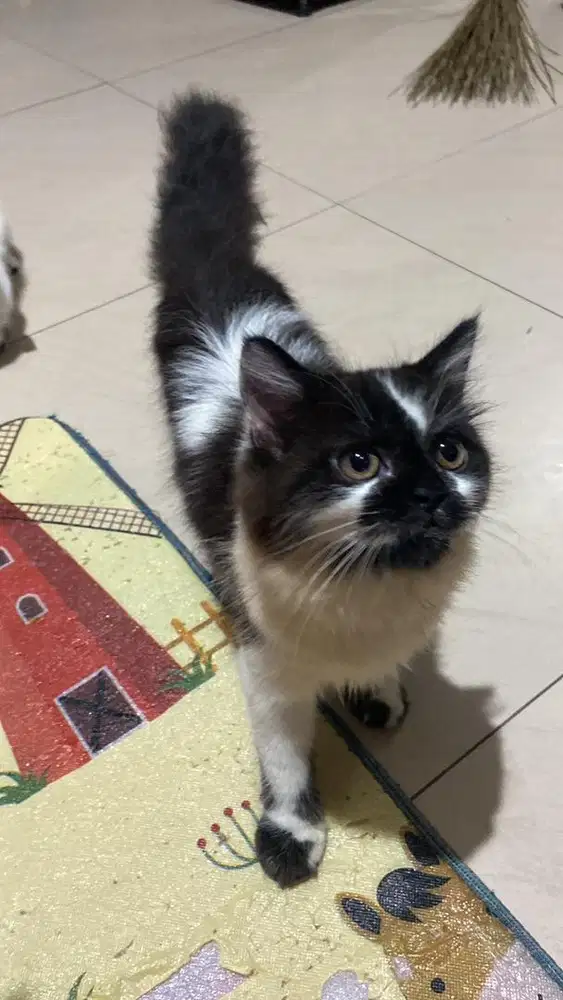 Kitten Persia Jantan Betina