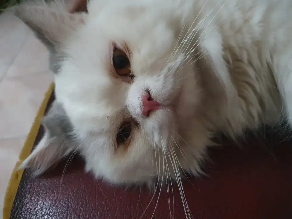 Open adopt kucing persia jantan (sudah vaksin 2x)