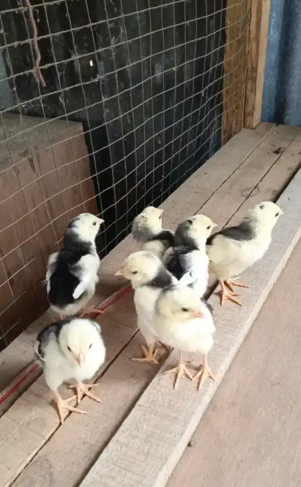 Ayam siam murni lhk ori