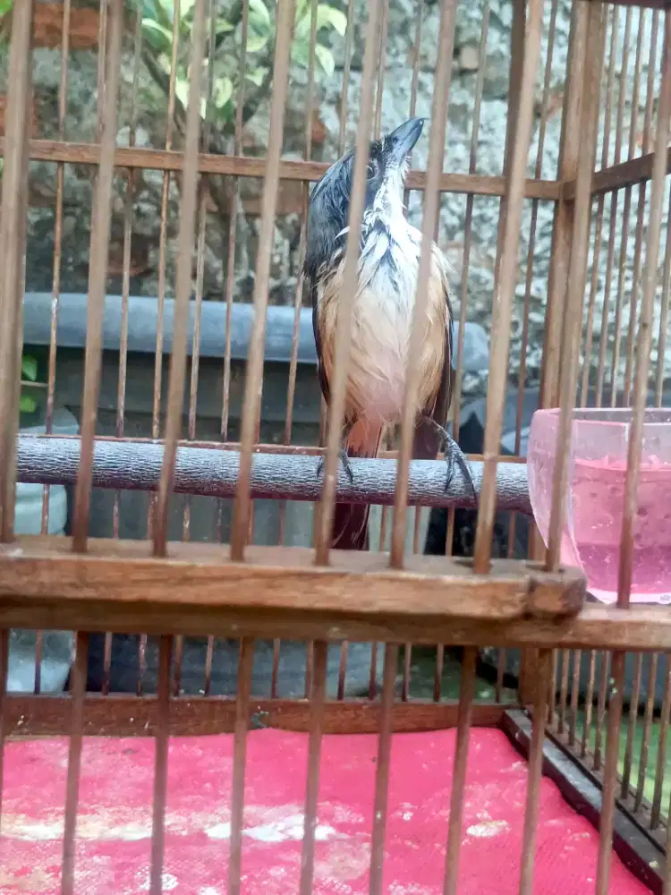 Di jual burung cendet