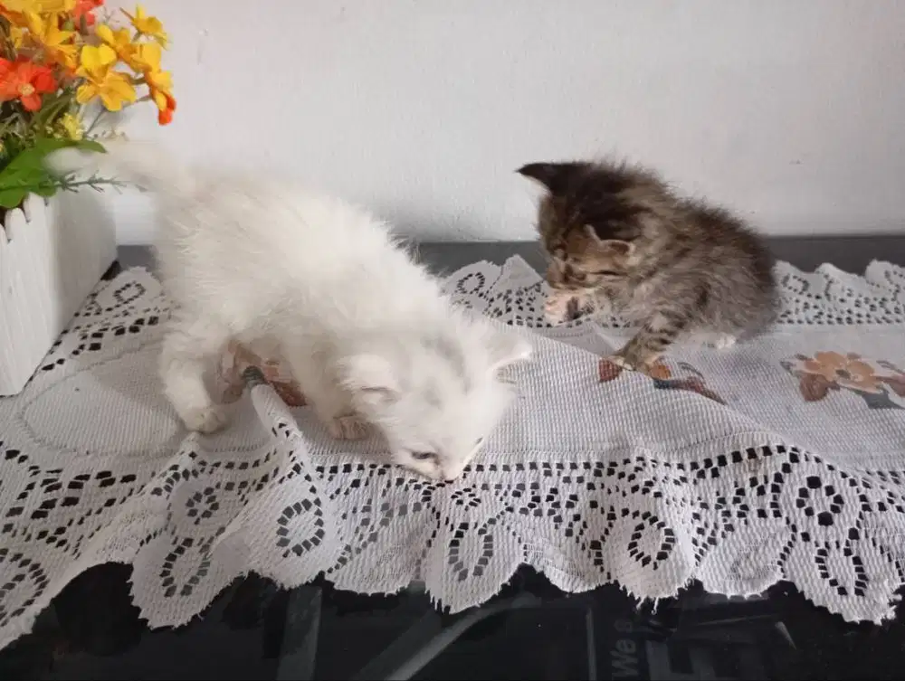 oper addopt 2 baby kitten