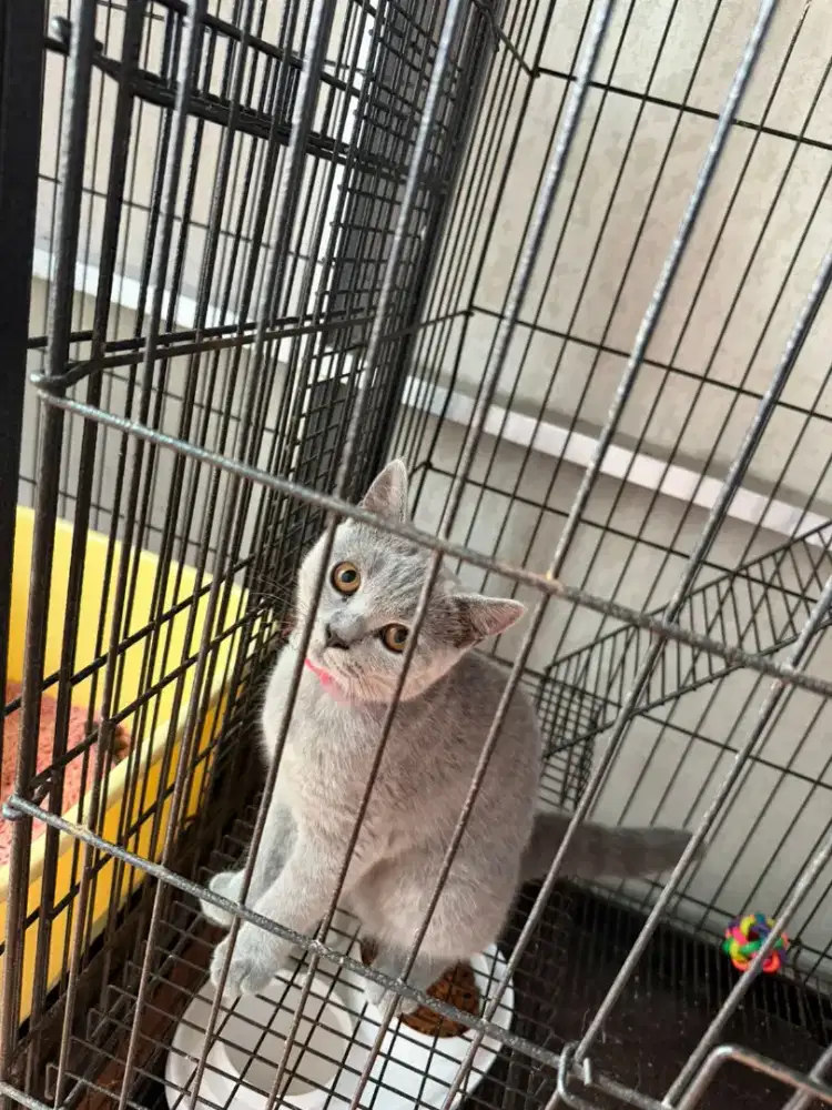 BETINA BSH BLUE SOLID