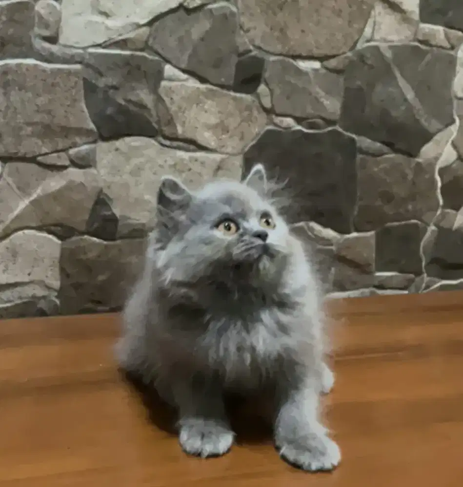 BLH blue betina line ped