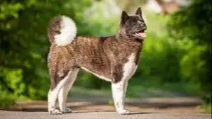 Asisten Rumah Tangga