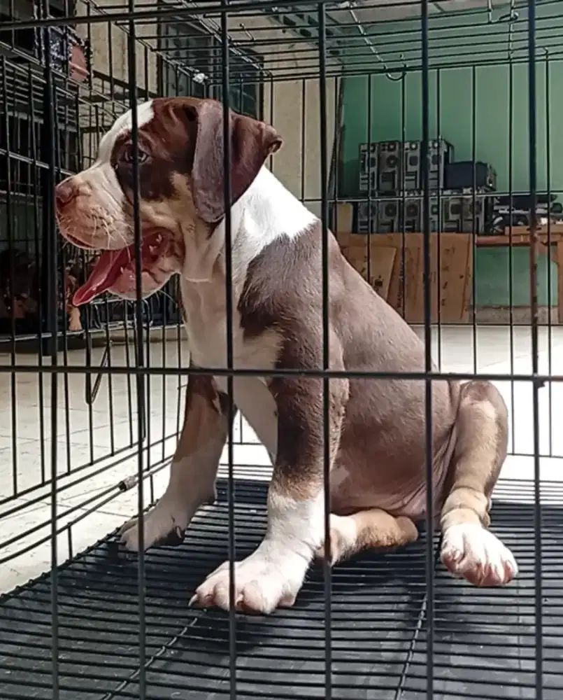 Pitbull Redtan marking putih merle carrier