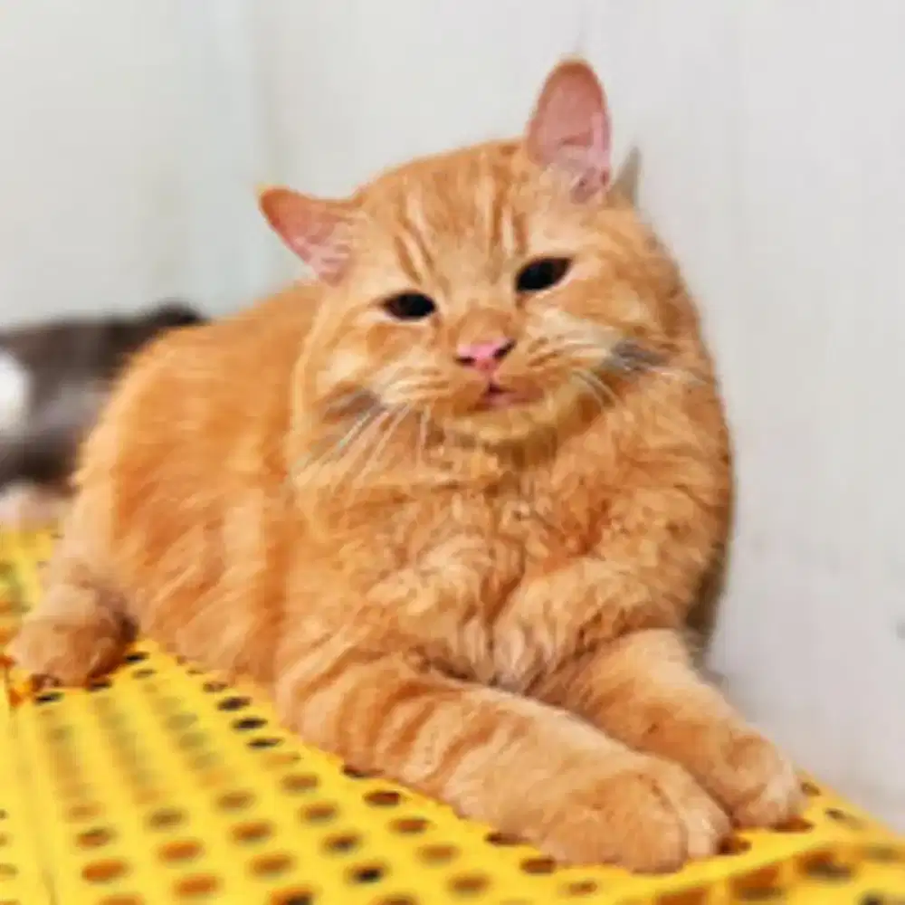 Lepas adopt kucing persia jantan warna kuning bulu panjang