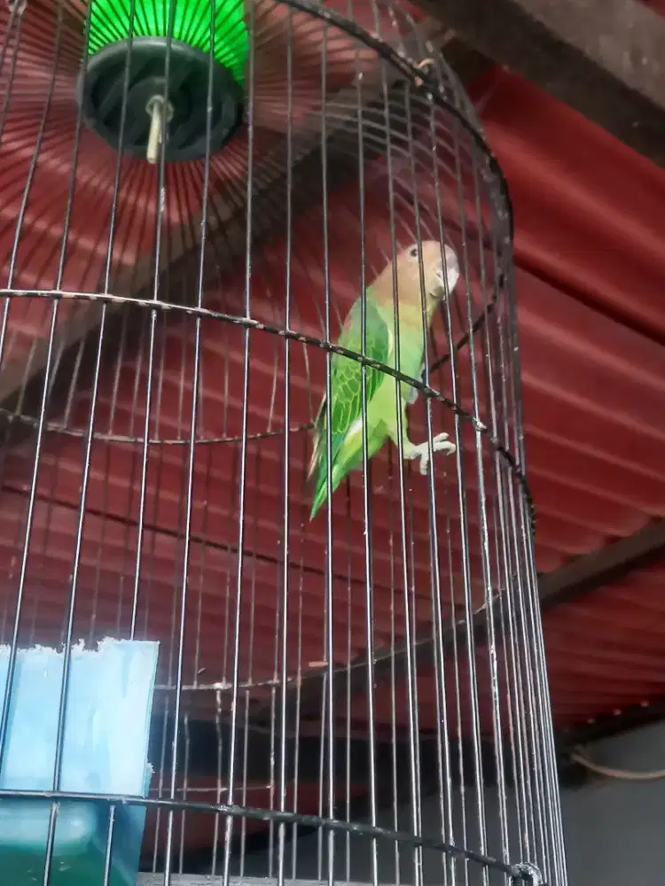 Burung aja Lovebird Lokal tanau