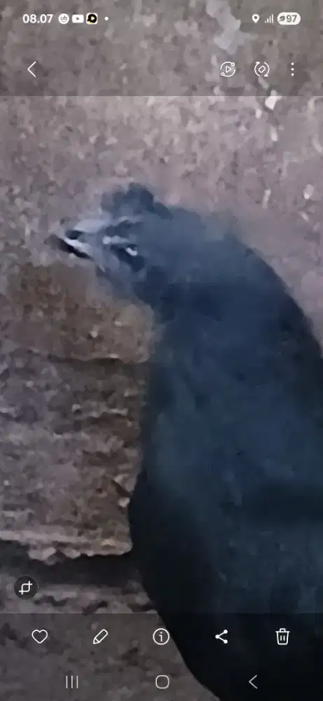 Siapa  butuh alat  untuk ritual buka toko, kantor, bank atau PT