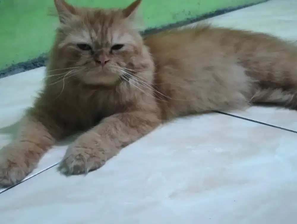 Lepas adopt kucing persia jantan warna kuning bulu panjang