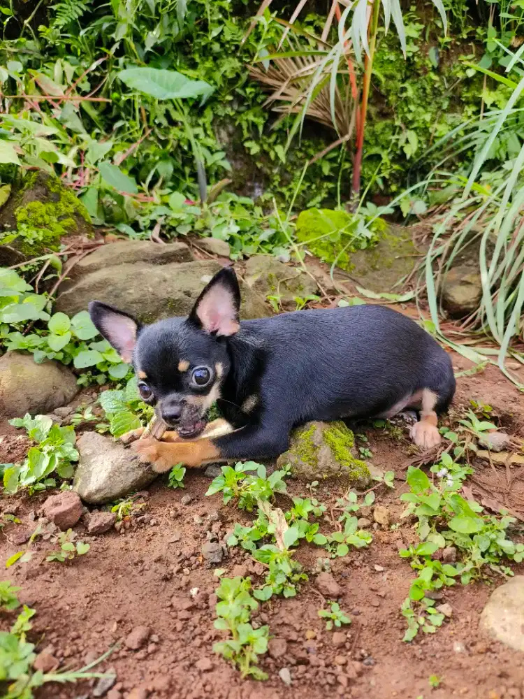 5 anjing cihuahua borongan