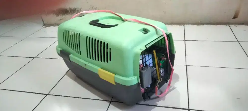 Petcargo kucing bagus mulus uk besar