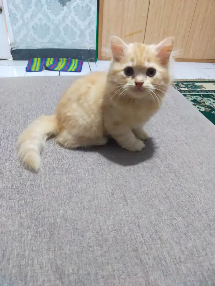 Kucing persia medium
