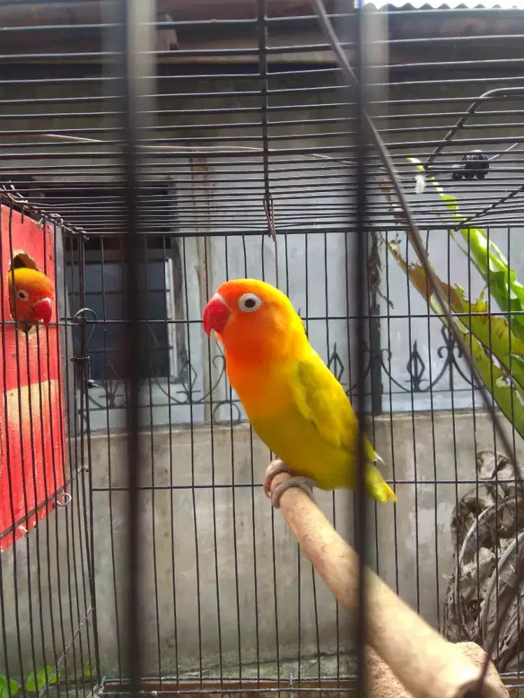 Lovebird pastel kuning
