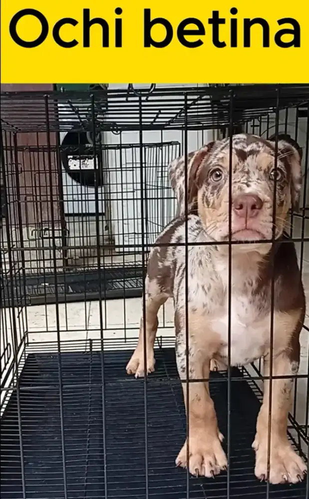 Pitbull Merle Redtan Trico Betina