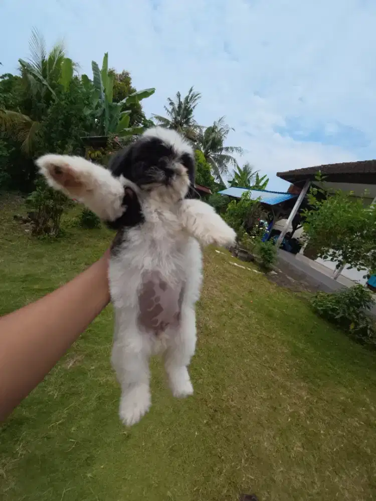 Puppy shitzu betina 1 ekor