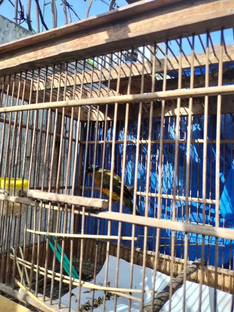 Jual Burung kutilang mas