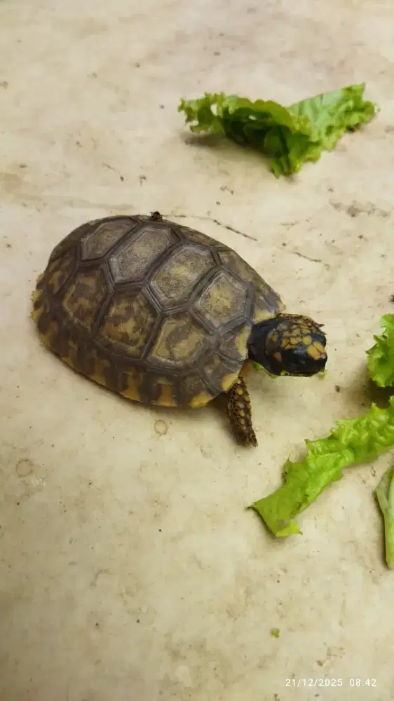 Kura Darat Sulcata YF