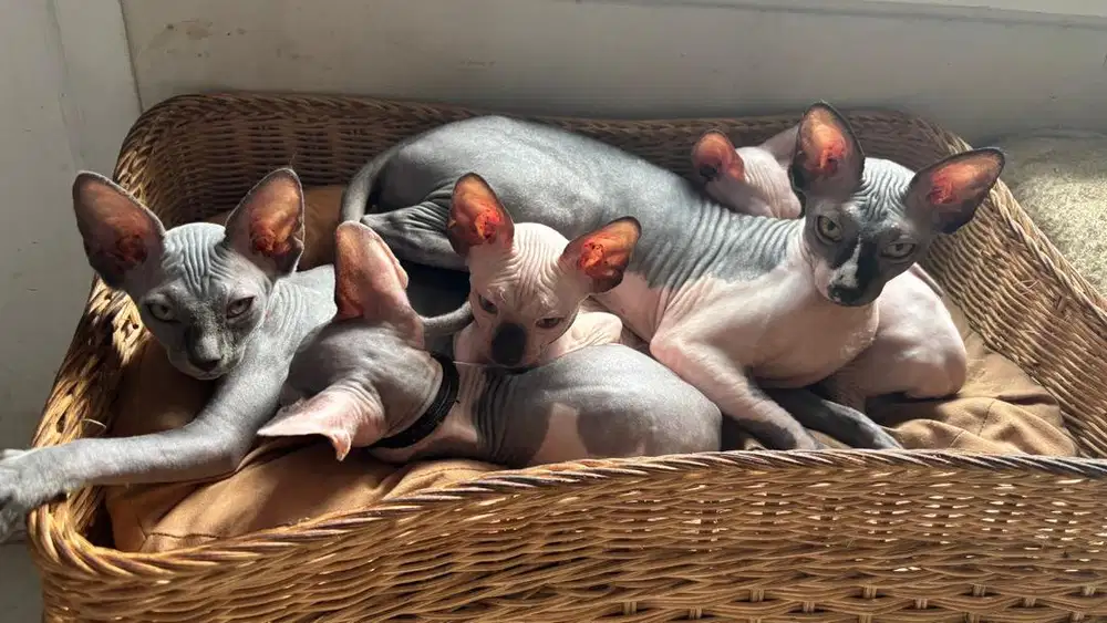 Sphynx Bicolor - Female