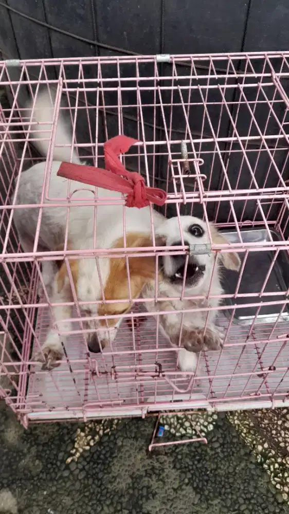 Jual Anjing usia 3.5 ras  tekel cewe cwo