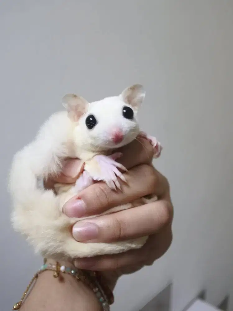 SUGAR GLIDER LEUCISTIC BETINA