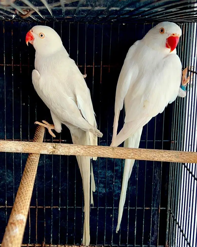 IRN Indian Ringneck sepasang