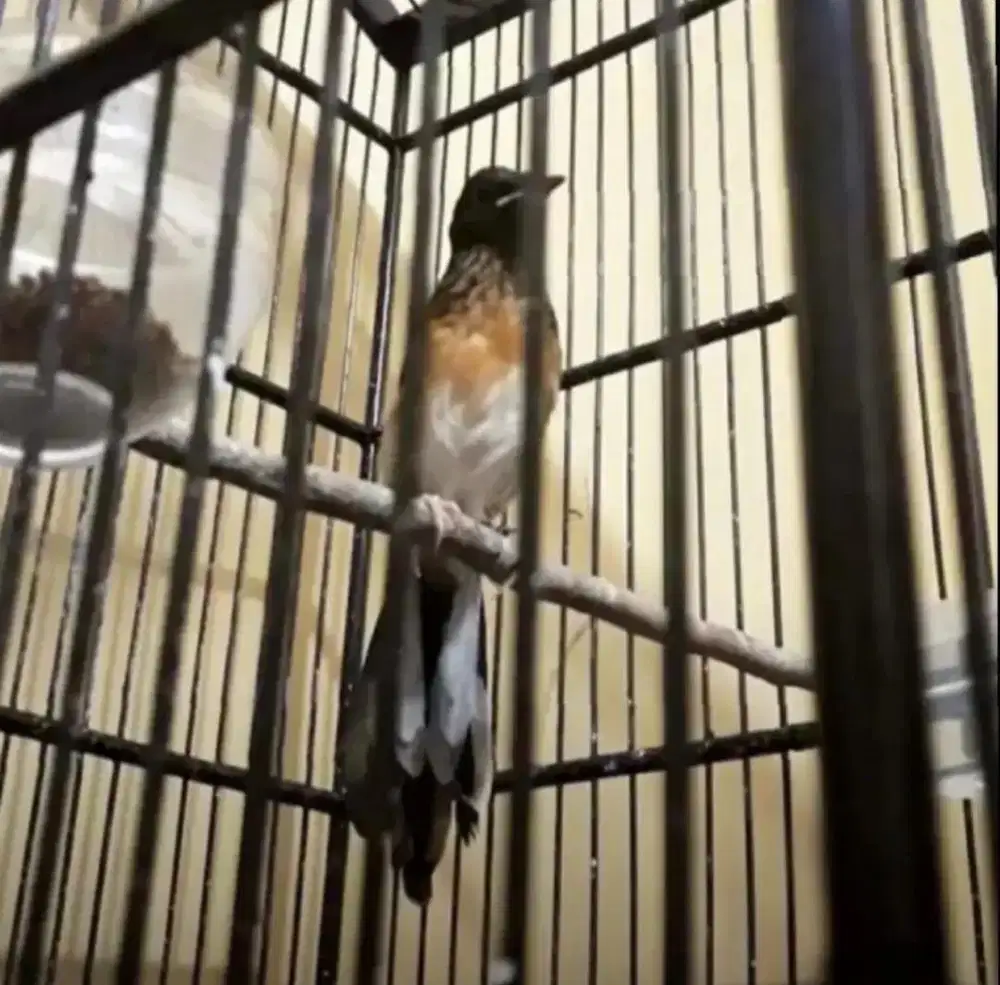 murai batu trotol jantan trah bahorok prestasian 25x14cm