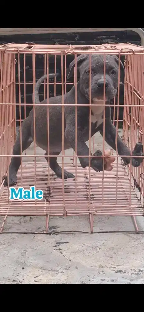 Ready Pitbull Blue dan Trico