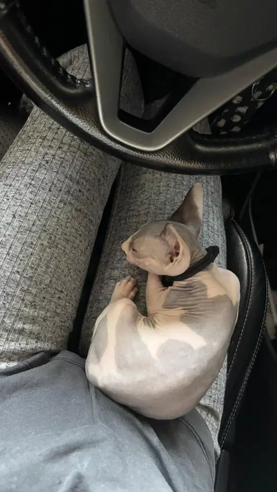 Sphynx Kitten Bi-Color
