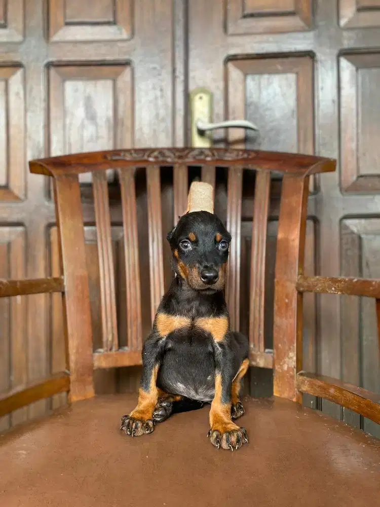 Doberman betina non stb TERMURAH