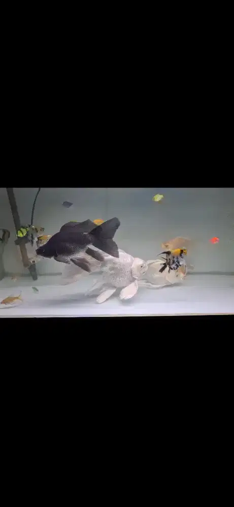 Hudeilong black karasu