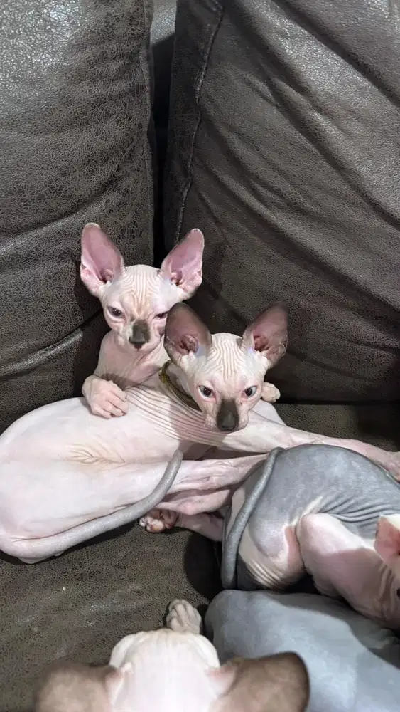 Sphynx Kitten Seal Point Blue Eyes